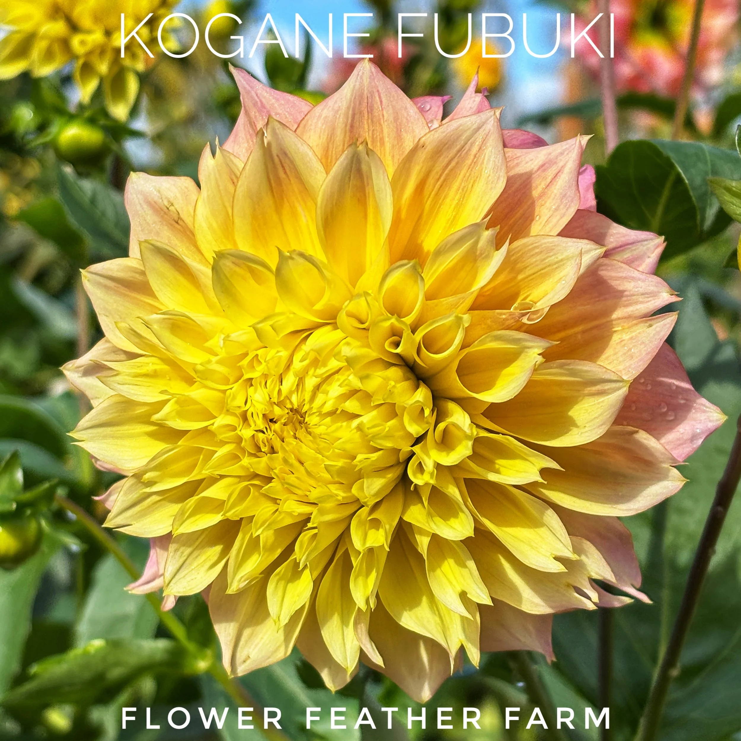 Kogane Fubuki Dahlia Tubers at Flower Feather Farm, chicks & dahlias